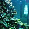 Ansicht des neuen Meerwasseraquariums